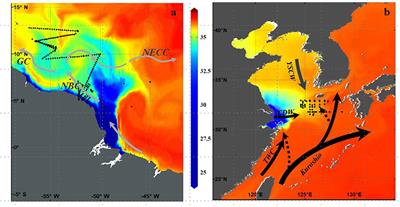 The Influence of Riverine Nutrients in Niche Partitioning of Phytoplankton Communities–A Contrast Between the Amazon River Plume and the Changjiang (Yangtze) River Diluted Water of the East China Sea